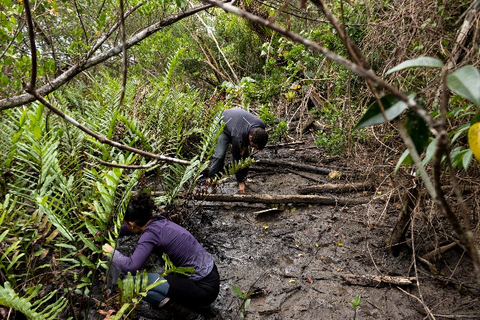 Projeto Biodiversidade Minuca vocator
